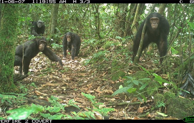 Chimpanzees CREDIT WCS Nigeria